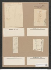 Pleurosigma australe Grun. (de-Toni-Nr.: Genus 13, Species 1026) Zeichnungen Sammlung Grunow Nr. 2087 (NHMW-BOT-W0368955)